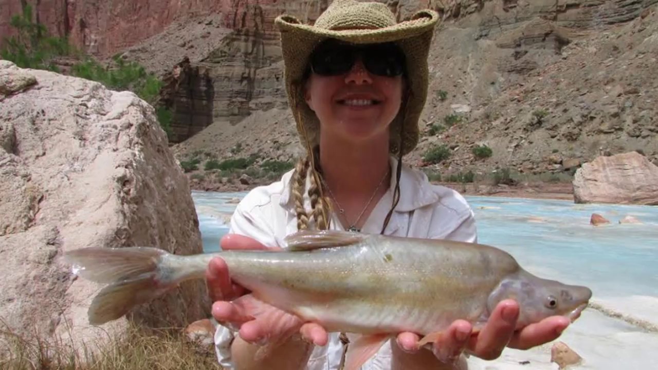 u.s. virgin islands Conservation Connect: Humpback Chub