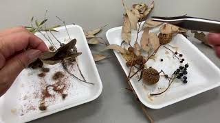 Grade 3 - Seed Dispersal