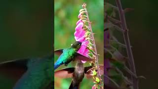 BEAUTY IF NATURE #animals #beautyofnature