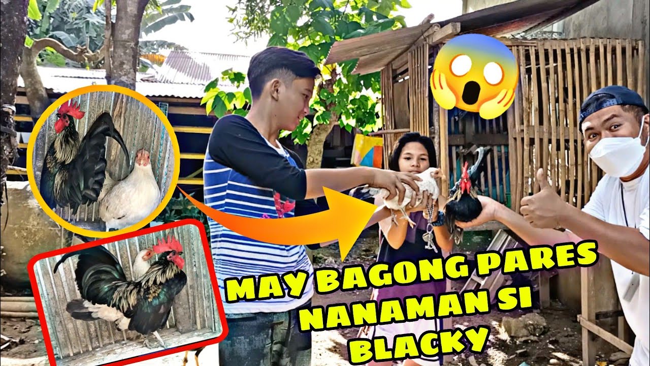 PINUNTAHAN AKO NG MGA BATA.. IPAPARES DAW NILA C BLACKY SA BANTAM NILA😱😱