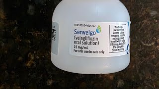 Senvelgo for cats. Administering Senvelgo for your feline. A How To Administer Senvelgo for your cat
