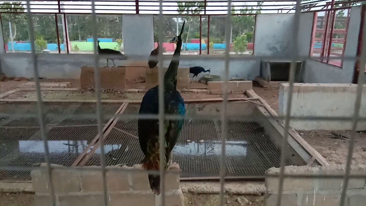 Burung merak hijau emas 