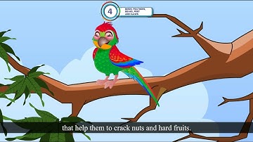 Ch 4 | Science | Class 3 | Birds : Feathers Beaks, Feet  and Claws | For children