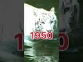 क्या आप जानते हैं, टाइगर (Tiger) के बारे में कुछ ऐसे रहस्यमयी तथ्य#shorts #tiger #facts