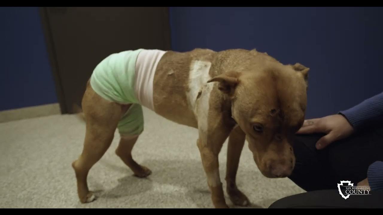 Dogs who survived Trona fire in care of San Bernardino County Animal