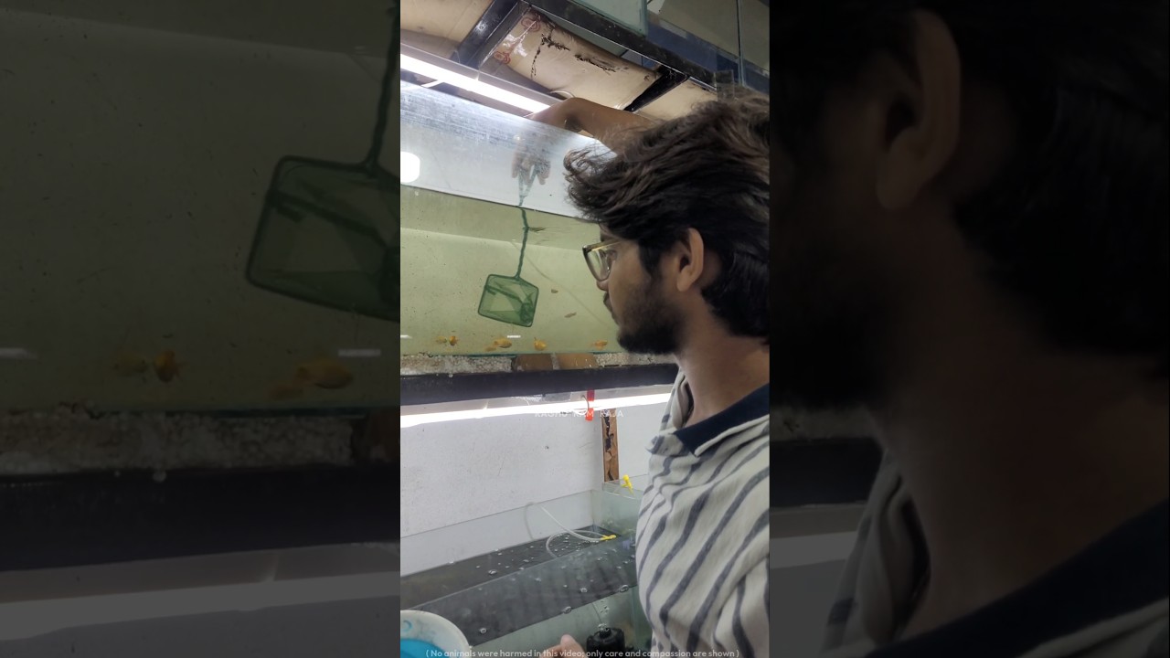 New fish - Rosy Barbs🐠👌 