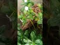 Relaxing Garden View: White Sadabahar (Vinca Rosea) Flowers 🤍#gardening #youtubeshortsindia