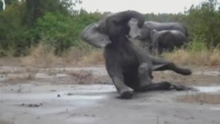 Compilation Awesome Animal Slip Ups Fails