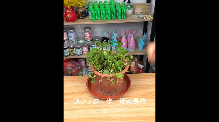 銅錢草爆盆小技巧，缺少這一步，就是養不好。#shorts - 天天要聞