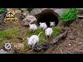 [NO ADS] CAT TV 🐭 Busy White Mice for Cats to Watch - 4K HDR 60FPS - Cat Therapy