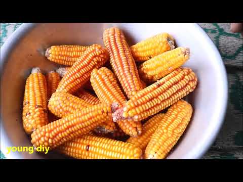 Video Cách làm máy tách hạt ngô tự chế đơn giản bằng máy... - youtube