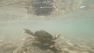 Beach Crabbing Waldport, OR | HUGE Dungeness! | Birthday Oregon Coast Crabbing Trip Day 4/4