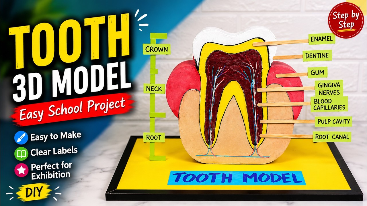 How to Make a 3D Human Tooth Model for Science Exhibition | Easy DIY ...