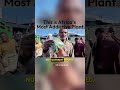 THIS Is The Most Addictive Plant Here Shorts AddisAbaba Ethiopia THIS Is The Most Addictive Plant Here Shorts AddisAbaba Ethiopia