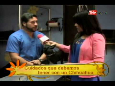 Cuidados que debemos tener con un Chihuahua