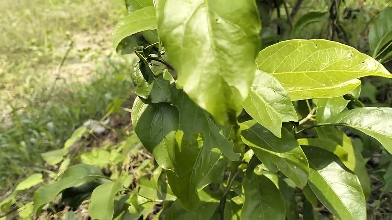 ep.8ปลูกผักหวานผสมผสานน้อยหน่า