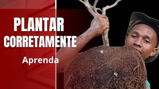 COMO PLANTAR DA FORMA CORRETA (jabuticaba)
