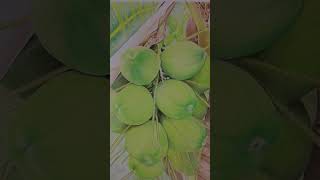 menggambar pohon kelapa realistis #art #seni #shorts #fyp