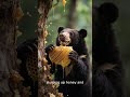 Sun Bear 🐻☀️