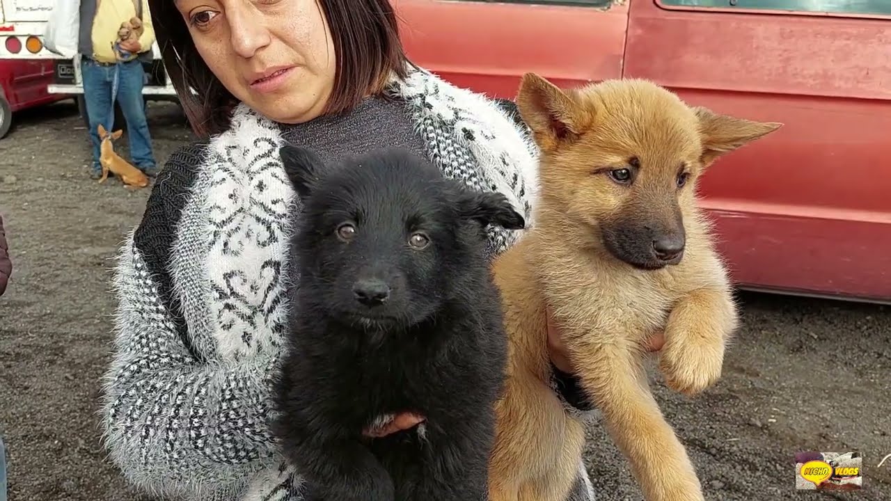 PLAZA GANADERA-CHALCAZO-GALLOS DE PRIMERA-PERROS INCREIBLES,BORREGOS GORDOS Y LLEGO YOKO LA AKITA.