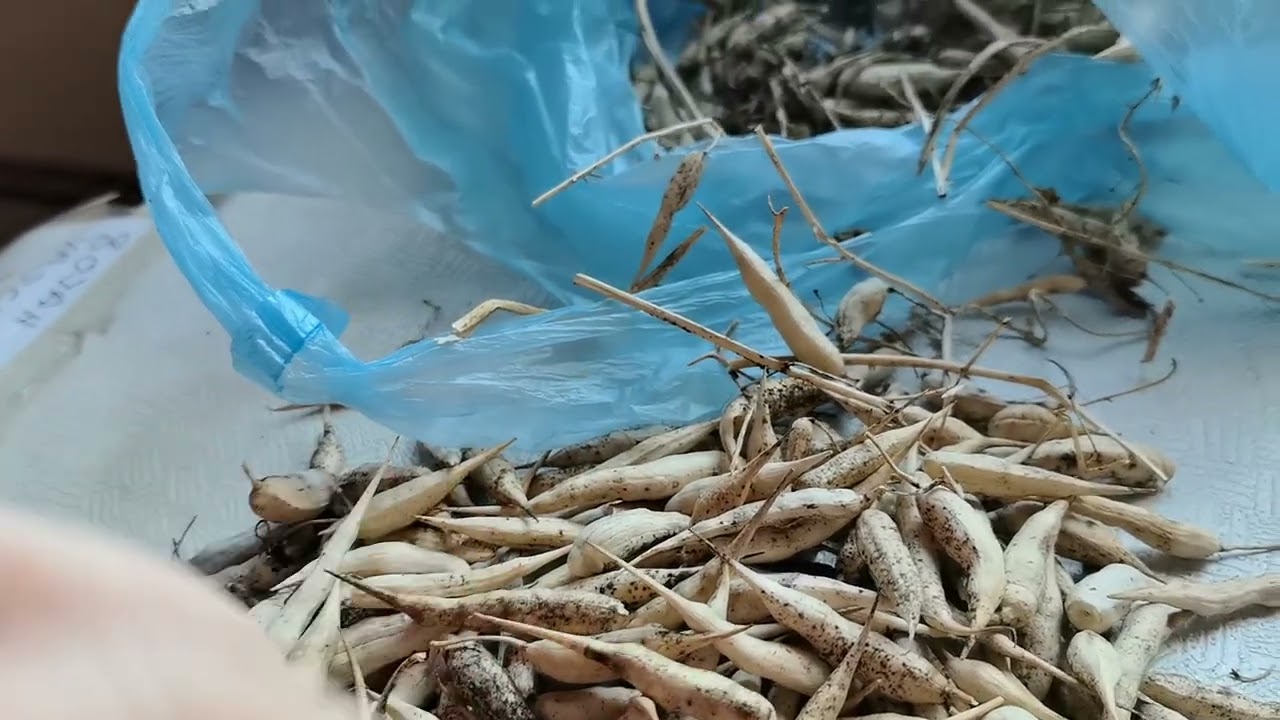 Можно ли получить свои семена редиса? Можно.....