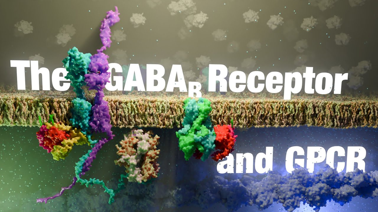 How the GABA-B Receptor Works: An Essential G-Protein Coupled Receptor