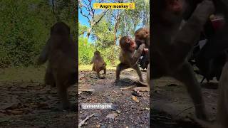 monyet berkelahi satu sama lain demi makanan😟😤🐒🙌🏻likesharesubscribe#viral#shorts#trending#monyet#fight#video