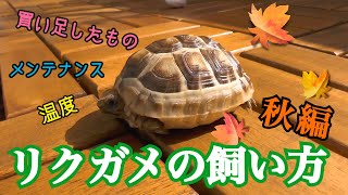 リクガメの飼い方～秋編！～ギリシャリクガメ初心者向けに、リクガメの冬支度についてご紹介します♪必要設備、温度等々～