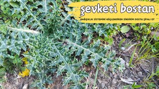 ŞEVKETİ BOSTAN OTU (Scolymus hispanicus L.) / Nasıl Temizlenir?