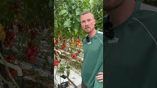 Tomatenernte  bei Rottner Gemüse im Knoblauchsland