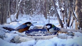 A Cold Winter Morning at the Feeder | Aggressive Great Tit Behavior (-8.6°C / 16.5°F)