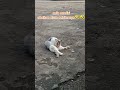 mandi pagi#cat #fypシ゚viral