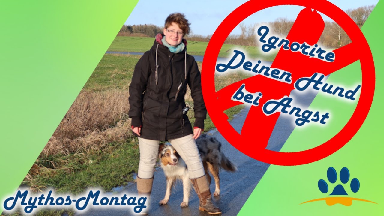 Was wenn Dein Hund Angst hat? wirklich Ignorieren oder nicht? Mythos