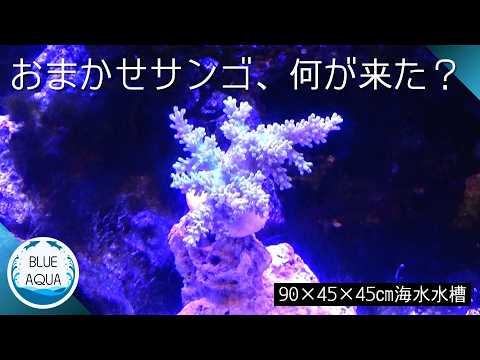 90cm水槽、サンゴ、ポンプ等もろもろ一式 お任せサンゴ3種追加｜90cm海水水槽が段々華やかに [New Corals] - YouTube