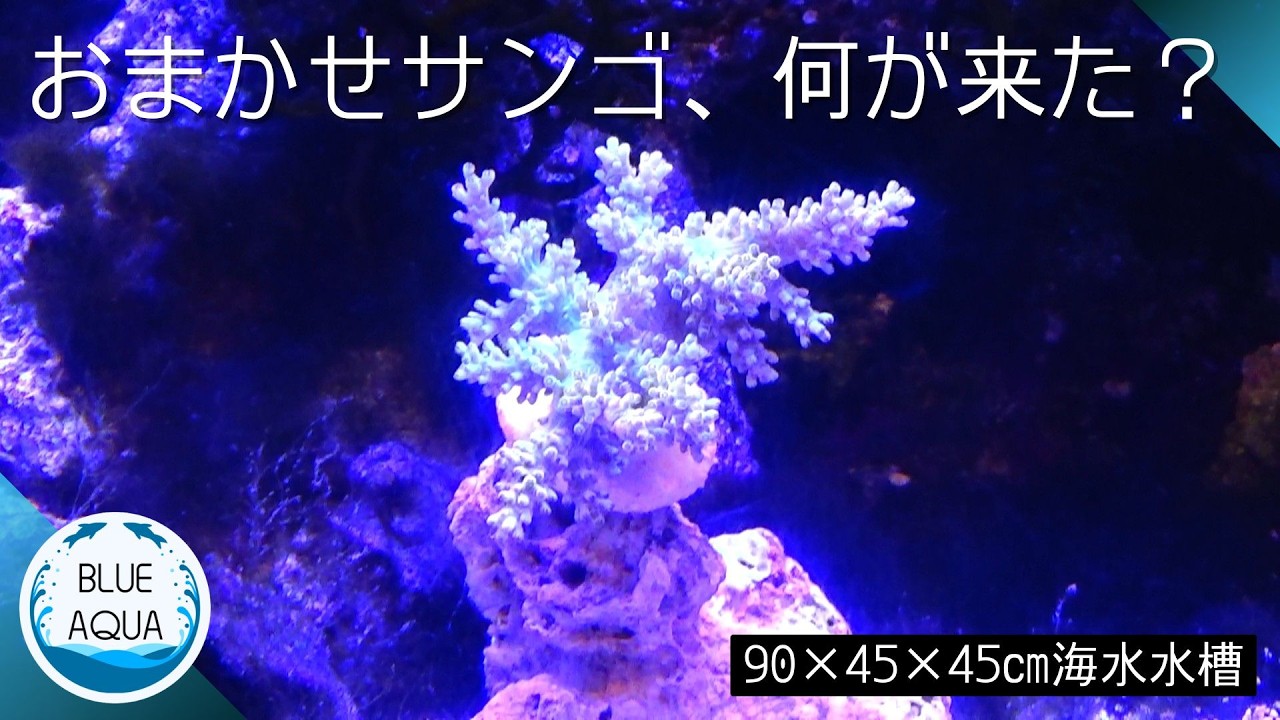 お任せサンゴ3種追加｜90cm海水水槽が段々華やかに [New Corals] - YouTube