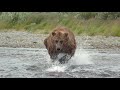Bears of Katmai Final 4K