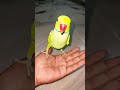 Parrot cleaning beak after eating
