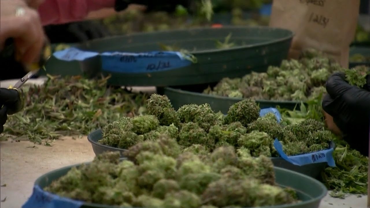 New Hawaii bill would allow possession of ‘small amount’ of marijuana for personal use