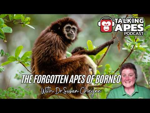 GIBBONS: THE FORGOTTEN APES with Dr. Susan Cheyne | Episode 82
