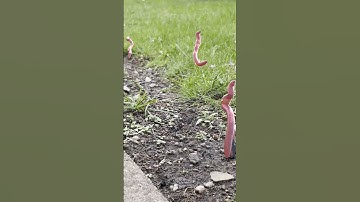 Jumping earth worms??