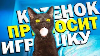 Котенок приносит игрушку как собака. Приколы с животными / SANI vlog