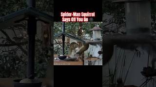 Spider-Man squirrel says off you go #shorts #funnyanimals #funnyshorts #squirrel #shortvideo
