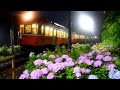 箱根登山鉄道あじさい電車見ごろ、昼もライトアップも(Hakone Tozan Railway "a hydrangea, train" best time)