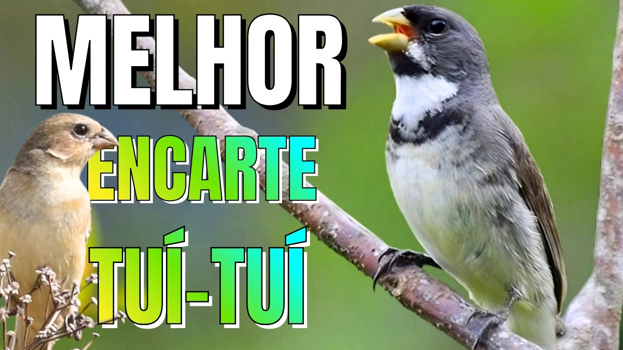 🟢 MELHOR CANTO TUI TUI PARA ENCARTE🟢🟢ÁUDIO COM FÊMEA - TURBINE SEU COLEIRO 🟢