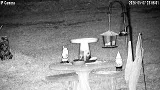 Backyard Wildlife In Southern Louisiana