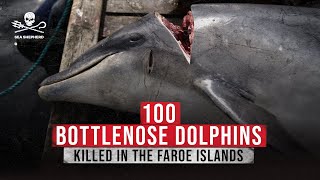 100 Bottlenose Dolphins Killed In The Faroe Islands