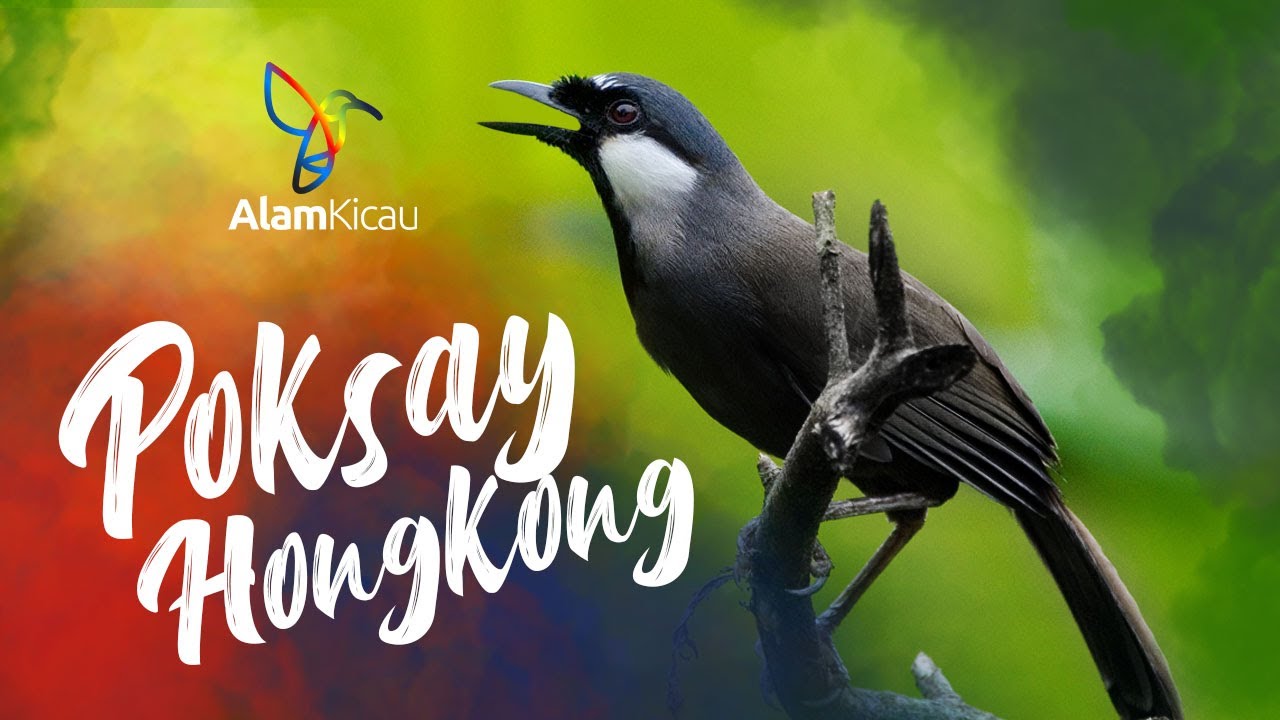SUARA POKSAY HONGKONG GACOR - PANCINGAN BUNYI POKSAY HONGKONG 