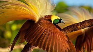 Majestic Wonders: Explore the World of Bird of Paradise Birds! 🌺🦜 by Animal Fun & Facts 807 views 2 months ago 2 minutes, 10 seconds