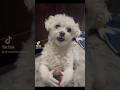 Dogs can talk!!! #shorts #shortsfeed #shortvideo