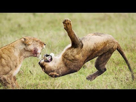 15 Predators Hunting Animals Twice Their Size Part 2 | Pets House